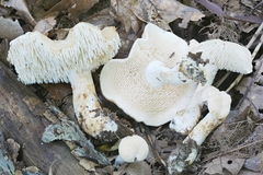 Hydnum subtilior