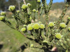 Leucadendron stellare