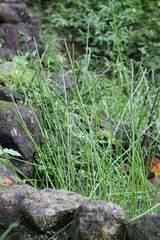 Cyperus malaccensis monophyllus