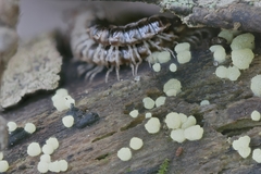 Trichoderma chlorosporum