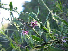 Astephanus triflorus