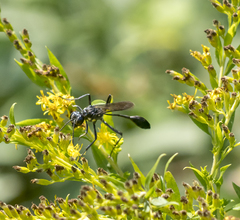 Eremnophila aureonotata