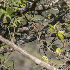 Taccocua leschenaultii