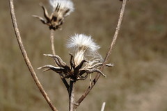 Crepis alpina