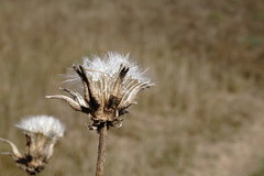 Crepis alpina