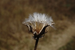 Crepis alpina