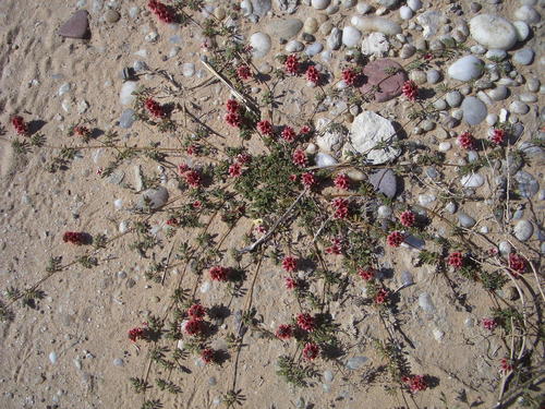 Indigofera alternans var. alternans image