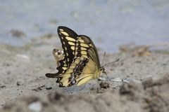 Heraclides ornythion