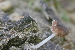 Pluteus seticeps