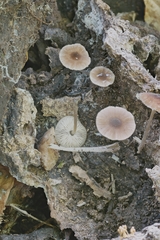 Pluteus seticeps