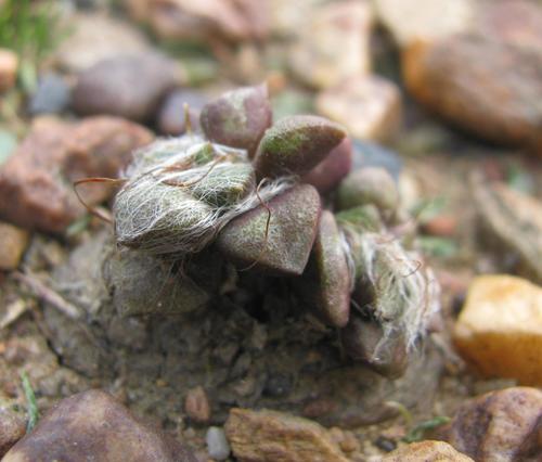 Anacampseros retusa