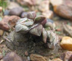 Anacampseros retusa