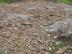 Anacampseros retusa
