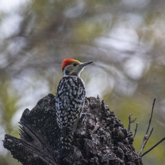 Leiopicus mahrattensis