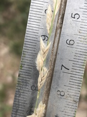 Bouteloua dactyloides