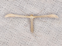 Hellinsia pectodactylus