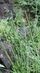 Cyperus malaccensis monophyllus