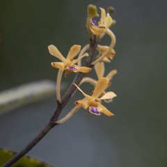 Vanda testacea