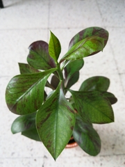 Euphorbia grantii