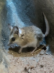 Sminthopsis douglasi