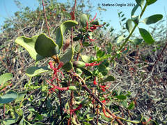 Plicosepalus acaciae