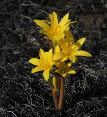 Cyrtanthus breviflorus