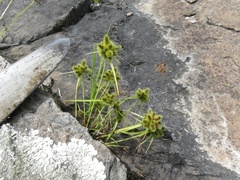 Cyperus hystricoides