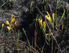 Cyrtanthus breviflorus