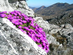 Esterhuysenia inclaudens