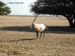 Oryx leucoryx