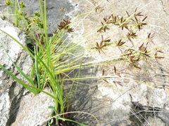 Cyperus flavescens rehmannianus