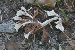 Thelephora penicillata