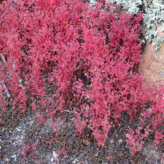 Crassula strigosa
