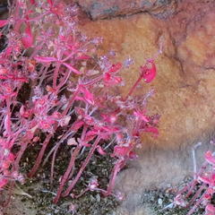 Crassula strigosa