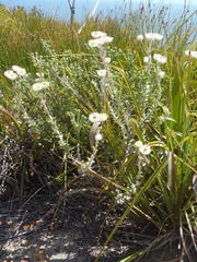 Achyranthemum argenteum