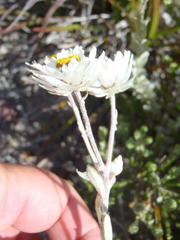 Achyranthemum argenteum