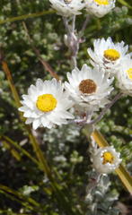 Achyranthemum argenteum
