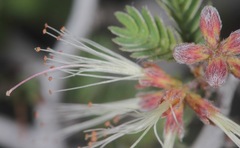 Calliandra conferta