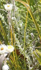Achyranthemum argenteum