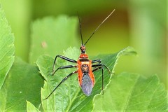 Rhynocoris fuscipes