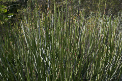 Euphorbia rossiana