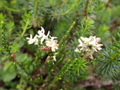 Exobasidium cassiopes