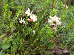 Exobasidium cassiopes