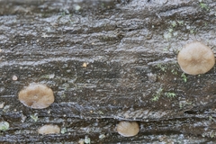 Adelphella babingtonii