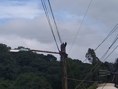 Melanerpes formicivorus