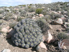 Euphorbia stellispina