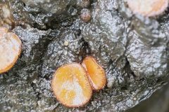 Scutellinia vitreola