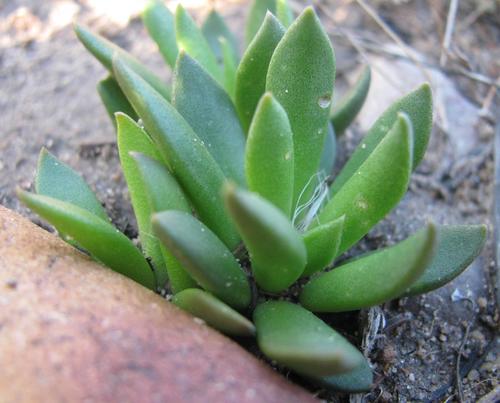 Anacampseros lanceolata