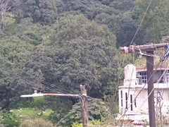 Melanerpes formicivorus