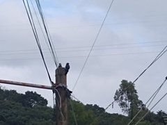 Melanerpes formicivorus